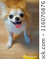 Chihuahua wants to have his toy thrown 116070876