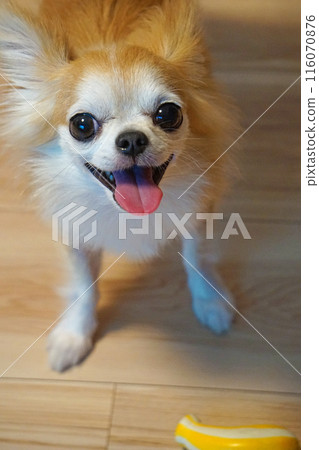 Chihuahua wants to have his toy thrown 116070876