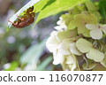 Hydrangea and cicada shell 116070877