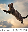 貓跳得好活潑 116070894