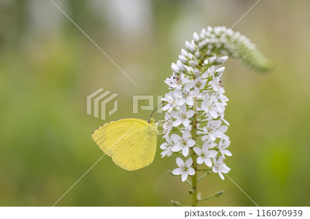 一隻黃色蝴蝶棲息在珍珠菜上 一隻黃色蝴蝶棲息在珍珠菜上 116070939
