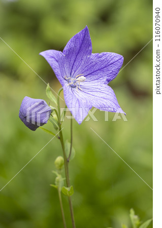 Purple bellflower flower 116070940