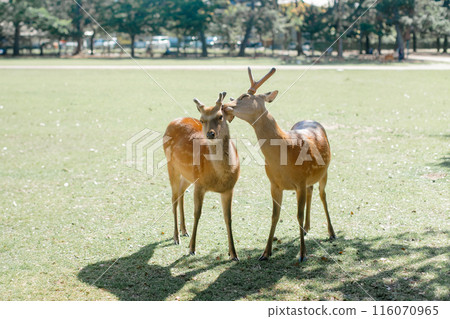 Deer couple in Nara Park 116070965
