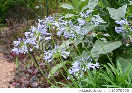Agapanthus Agapanthus 116070966