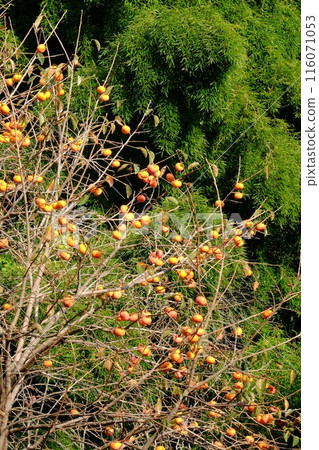 Persimmons hanging in clusters against a bamboo forest [Tsukui, Sagamihara City, November] 116071053
