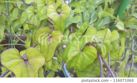 雨淋濕了 116071068