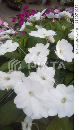 白色太陽花 白色太陽花 116071073