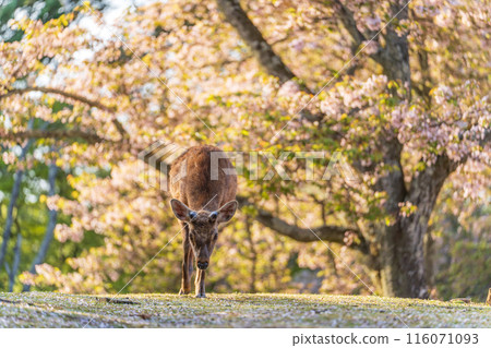【春天】奈良公園的鹿【櫻花】 116071093