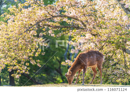 【春天】奈良公園的鹿【櫻花】 116071124