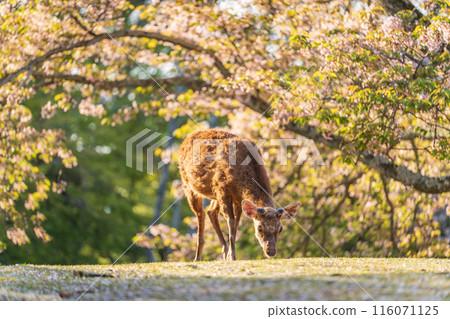 【春天】奈良公園的鹿【櫻花】 【春天】奈良公園的鹿【櫻花】 116071125