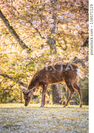 【春天】奈良公園的鹿【櫻花】 116071129