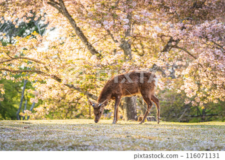 【春天】奈良公園的鹿【櫻花】 【春天】奈良公園的鹿【櫻花】 116071131