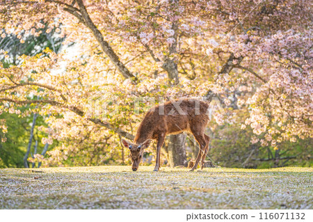 【春天】奈良公園的鹿【櫻花】 116071132