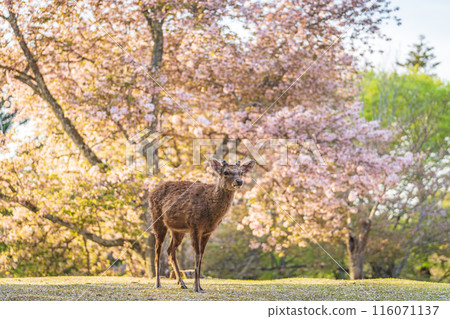 [Spring] Deer in Nara Park [Cherry Blossoms] 116071137