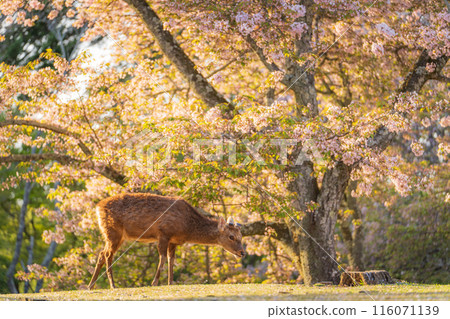 [Spring] Deer in Nara Park [Cherry Blossoms] 116071139