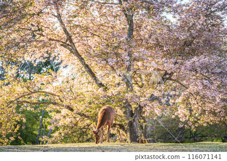 【春天】奈良公園的鹿【櫻花】 116071141
