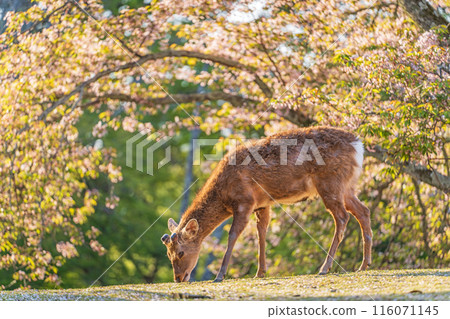 [Spring] Deer in Nara Park [Cherry Blossoms] 116071145