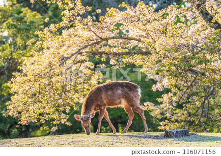 [Spring] Deer in Nara Park [Cherry Blossoms] 116071156