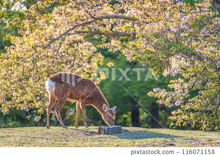 [Spring] Deer in Nara Park [Cherry Blossoms] 116071158