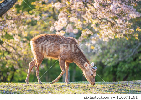 【春天】奈良公園的鹿【櫻花】 【春天】奈良公園的鹿【櫻花】 116071161