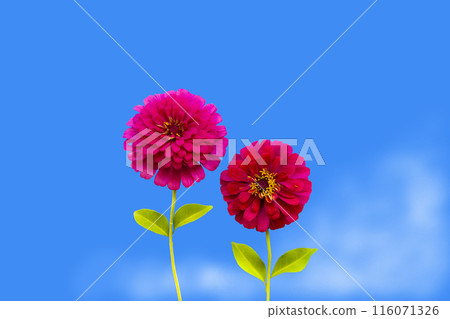red flowers zinnia elegans local flora of asia arrangement flat lay postcard style 116071326