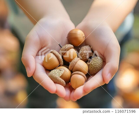 Hands holding acorns 116071596