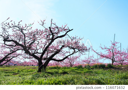 Peach blossoms 116071632