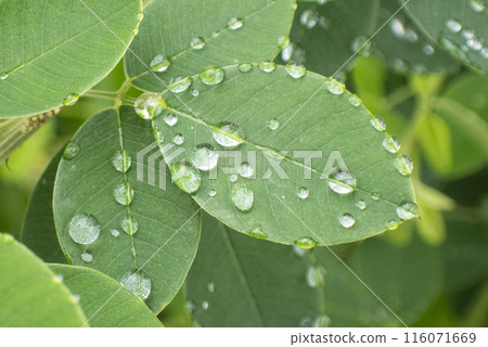 Rain-repelling leaves 116071669