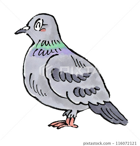Happy pigeon Happy pigeon 116072121