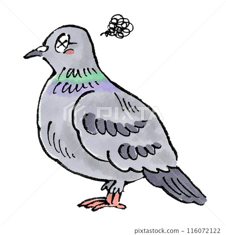 Pigeons Pigeons 116072122