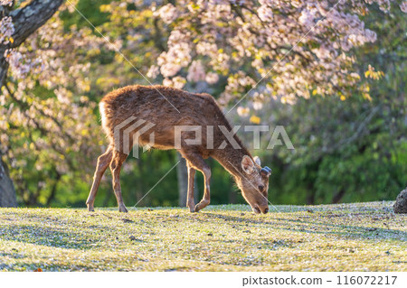 [Spring] Nara Park at dusk - Deer [Cherry Blossoms] 116072217