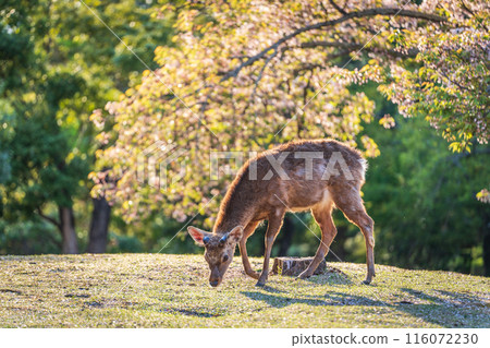 [Spring] Nara Park at dusk - Deer [Cherry Blossoms] 116072230