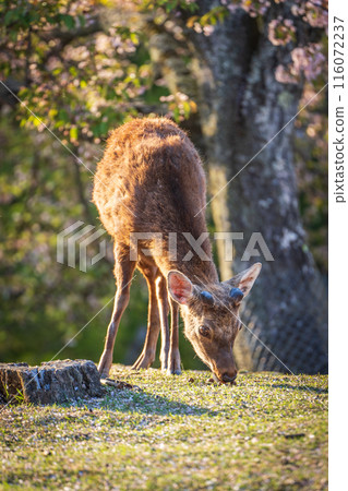 [Spring] Nara Park at dusk - Deer [Cherry Blossoms] 116072237