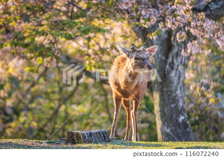 [Spring] Nara Park at dusk - Deer [Cherry Blossoms] 116072240