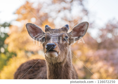 [Spring] Nara Park at dusk - Deer [Cherry Blossoms] 116072250