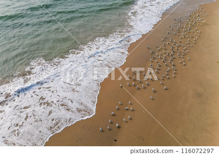 a flock of white small birds on the seashore on the sand view fron top drone in Goa a flock of white small birds on the seashore on the sand view fron top drone in Goa 116072297