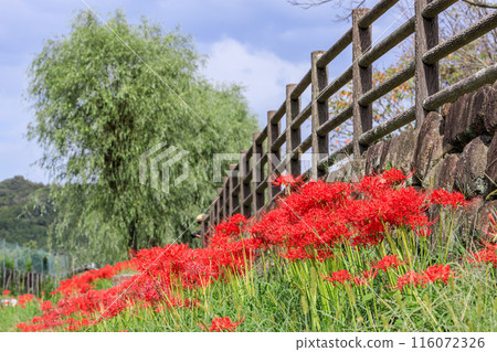 彼岸花、柳樹和藍天 116072326