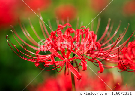 群孤挺花特寫鏡頭 116072331