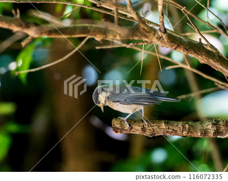 A young varied tit perched on a tree branch 116072335