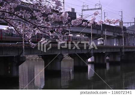 Cherry blossoms and iron bridge Cherry blossoms and iron bridge 116072341
