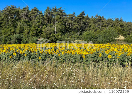 Nature view from Gallipoli, famous for its historical and natural beauties.Canakkale province. 116072369