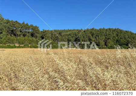 Nature view from Gallipoli, famous for its historical and natural beauties.Canakkale province. Nature view from Gallipoli, famous for its historical and natural beauties.Canakkale province. 116072370