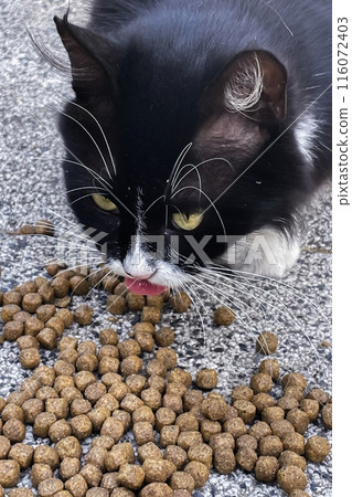 black and white cat eating food on the street 116072403