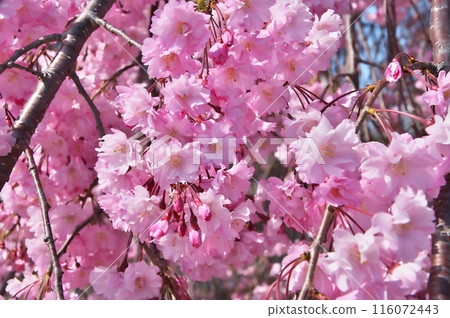 櫻花花垂枝櫻花 櫻花花垂枝櫻花 116072443