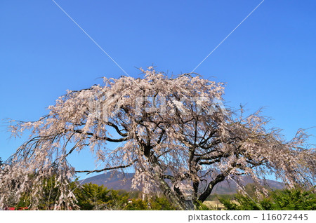 櫻花花垂枝櫻花 116072445