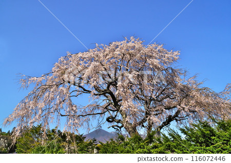櫻花花垂枝櫻花 116072446