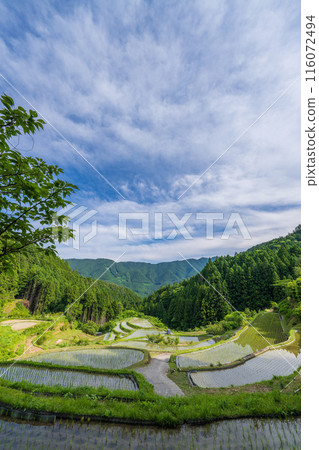 [德島]橿原梯田[上勝町] 116072494