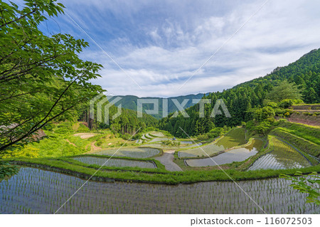 [德島]橿原梯田[上勝町] 116072503