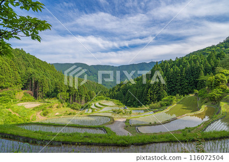 [德島]橿原梯田[上勝町] 116072504