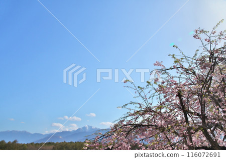 Weeping cherry blossoms on Mt. Komagatake 116072691